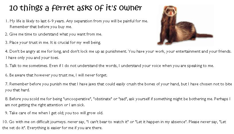 Promises we all should make to our ferrets